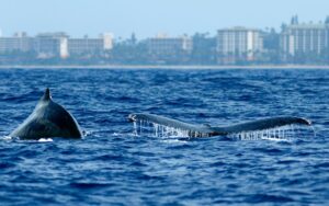 Humpback whales Maui