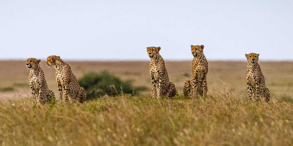 Masai Mara, Kenya, Safaris