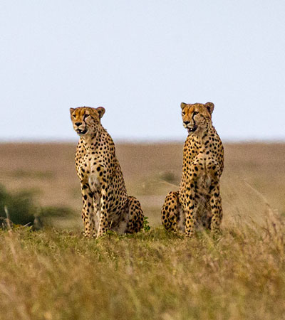 Masai Mara, Kenya, Safaris