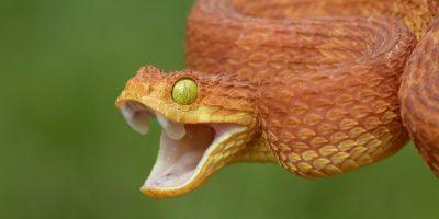 Dangerous African snakes
