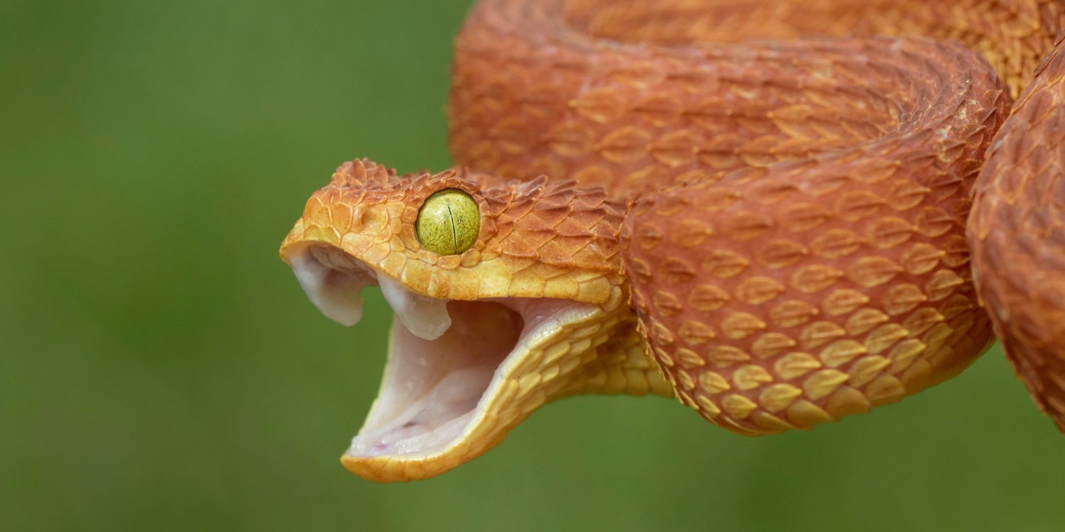 Venomous Bush Viper (Atheris squamigera) Snake Showing Aggression With Open Mouth