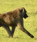 The different species of apes of Ethiopia and where to spot them