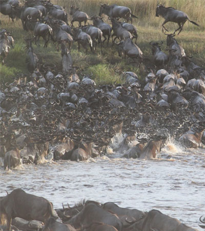 The Great Wildebeest Migration Safaris from € 427.69