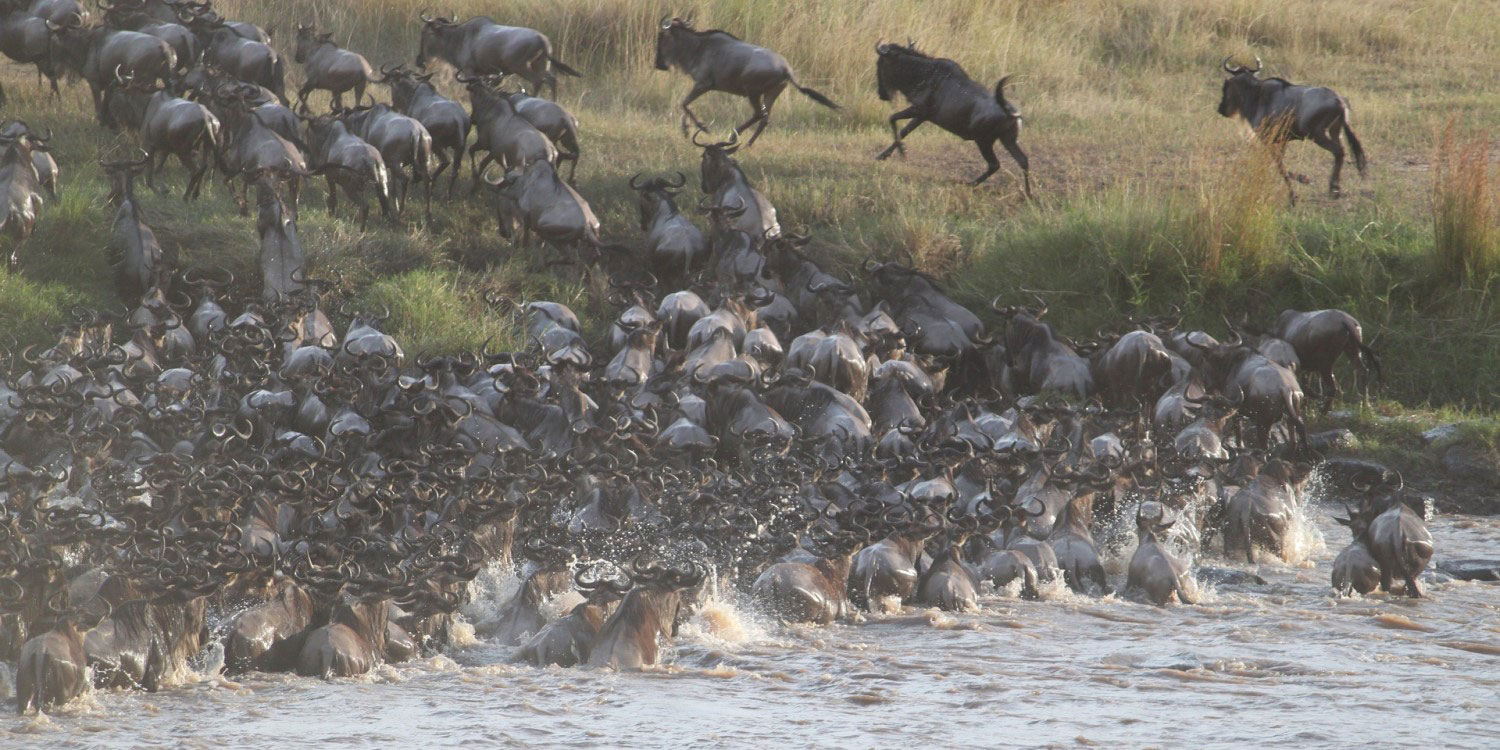 The Great Wildebeest Migration Safaris from € 427.69