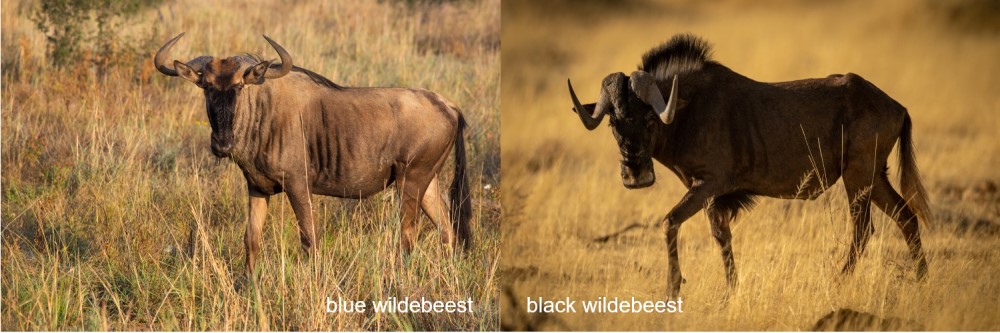 The Great Wildebeest Migration - 2 species of Wildebeest