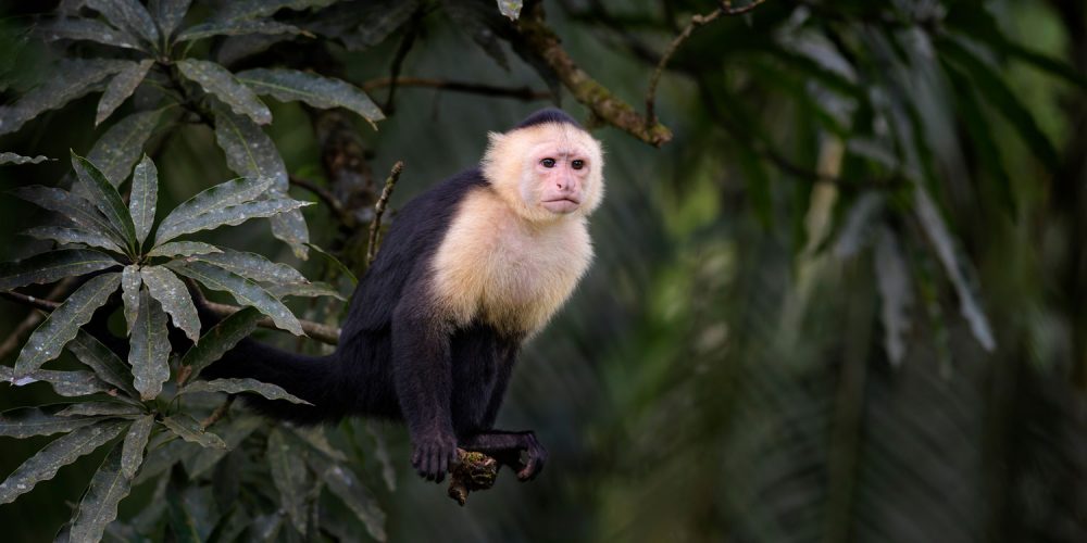 Costa Rica fauna and nature reserves