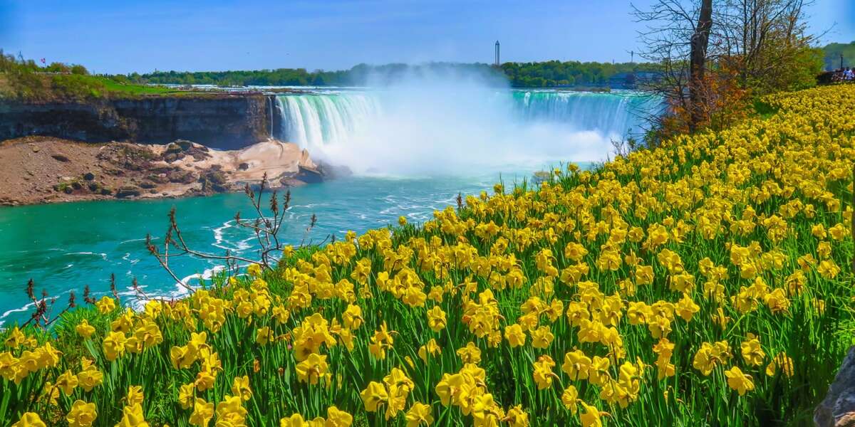 Yellow Flowers Niagara Falls