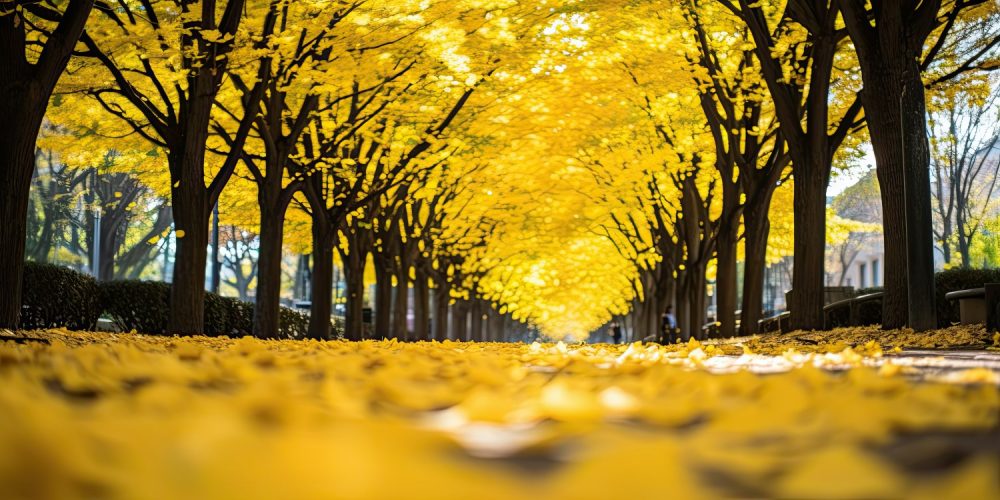 Aoyama, Tokyo, Yellow ginkgo leaves