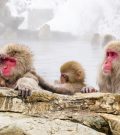 The monkeys of Japan