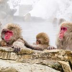 The monkeys of Japan