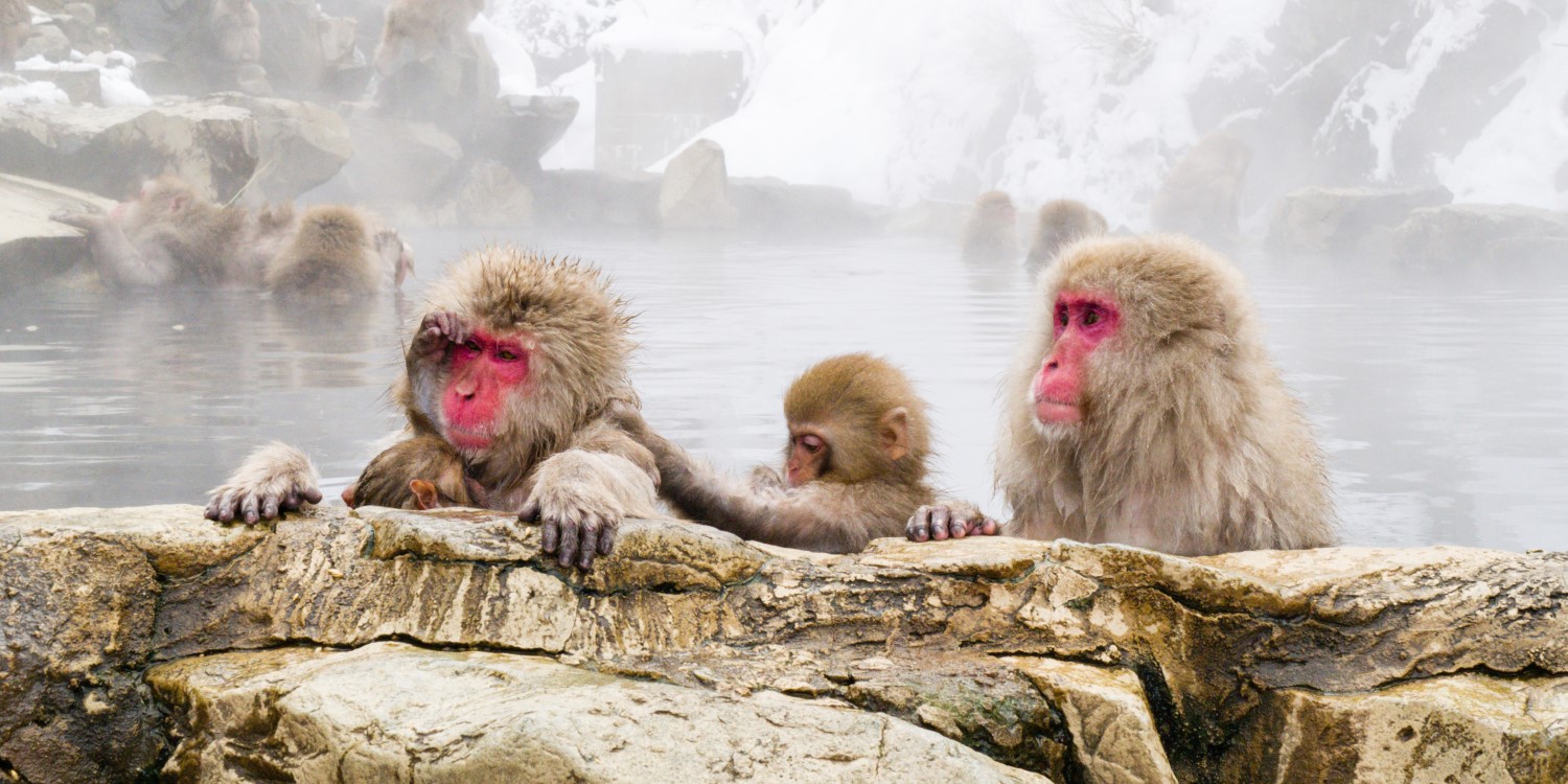 The monkeys of Japan