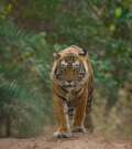 Tiger Safari with Golden Triangle Tour from Delhi