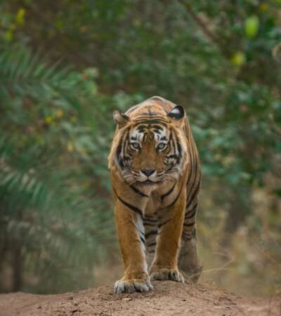 Tiger Safari with Golden Triangle Tour from Delhi