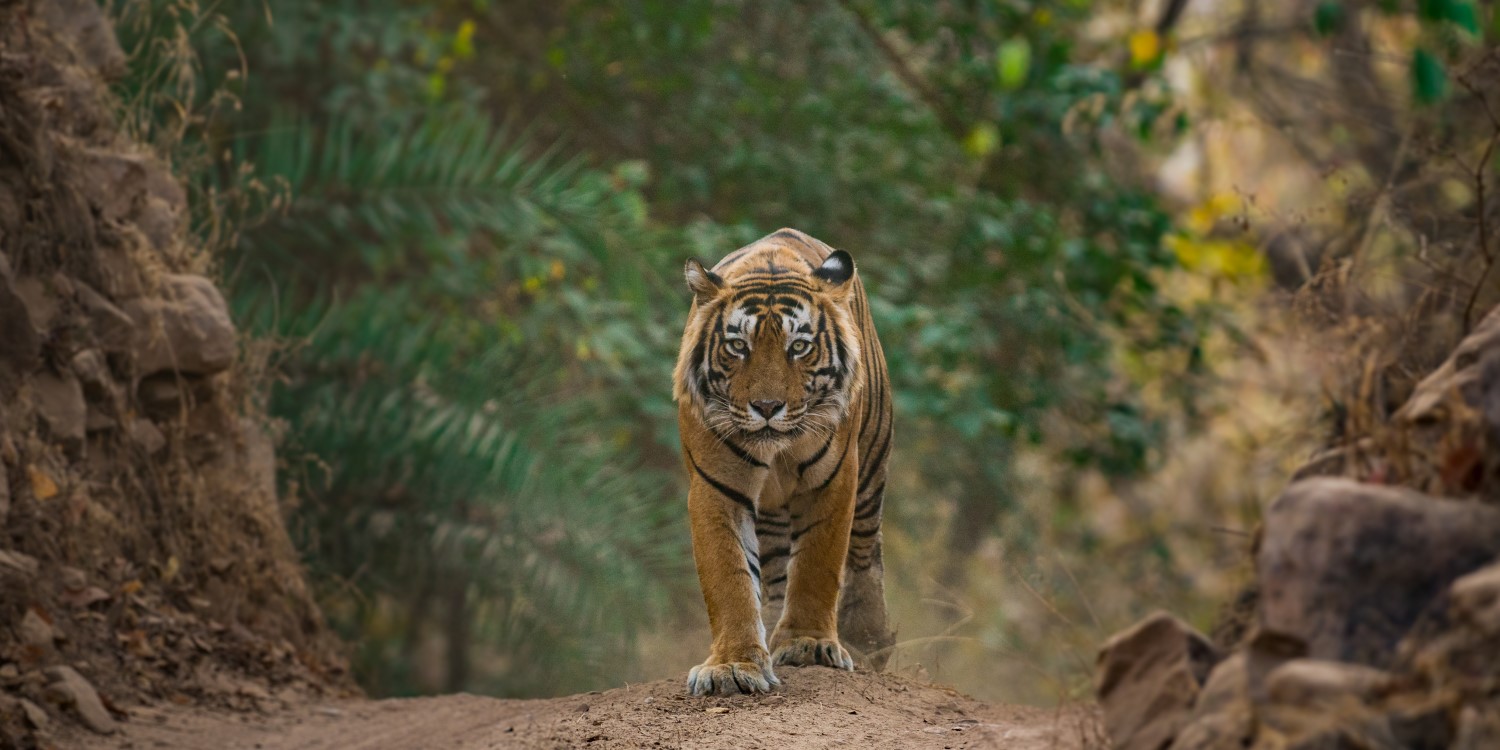 Tiger Safari with Golden Triangle Tour from Delhi