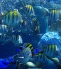 Underwater activities on Aruba