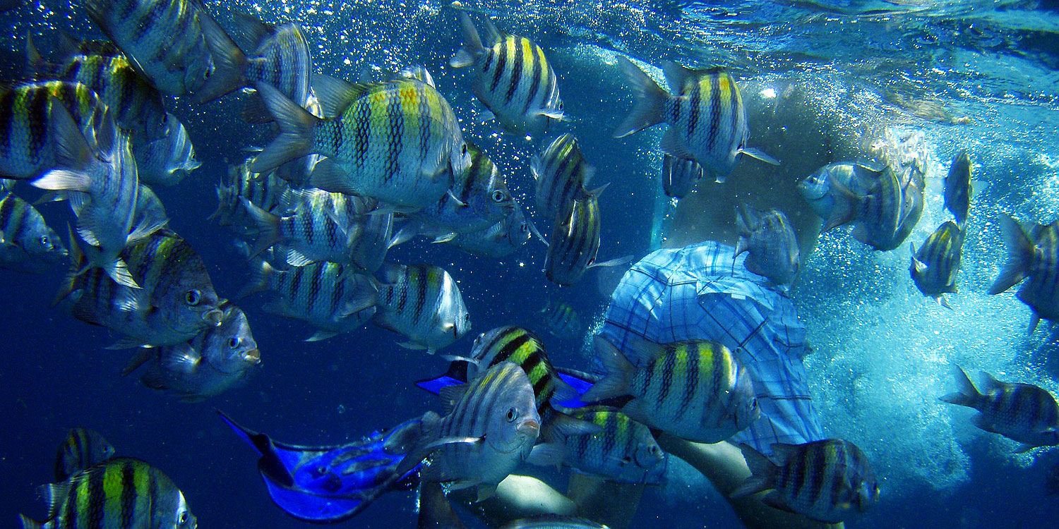 Underwater activities on Aruba