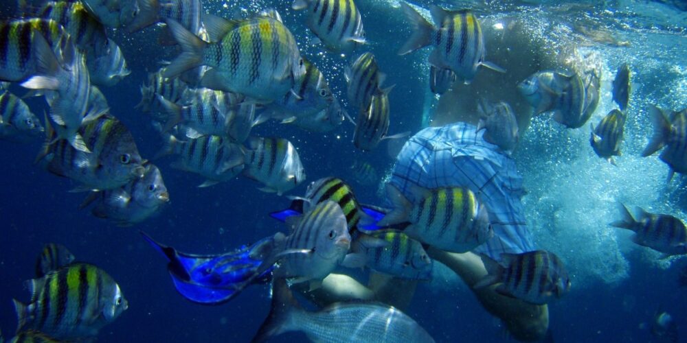 Underwater activities on Aruba
