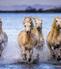 Camargue en France