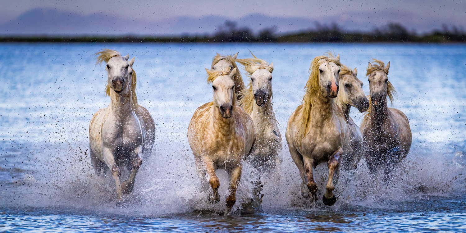 White horses of carmargue