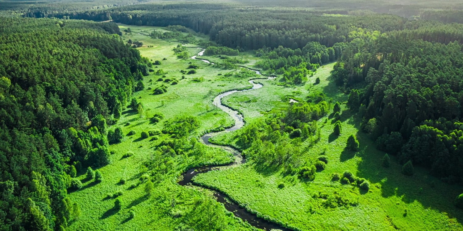 Poland forest