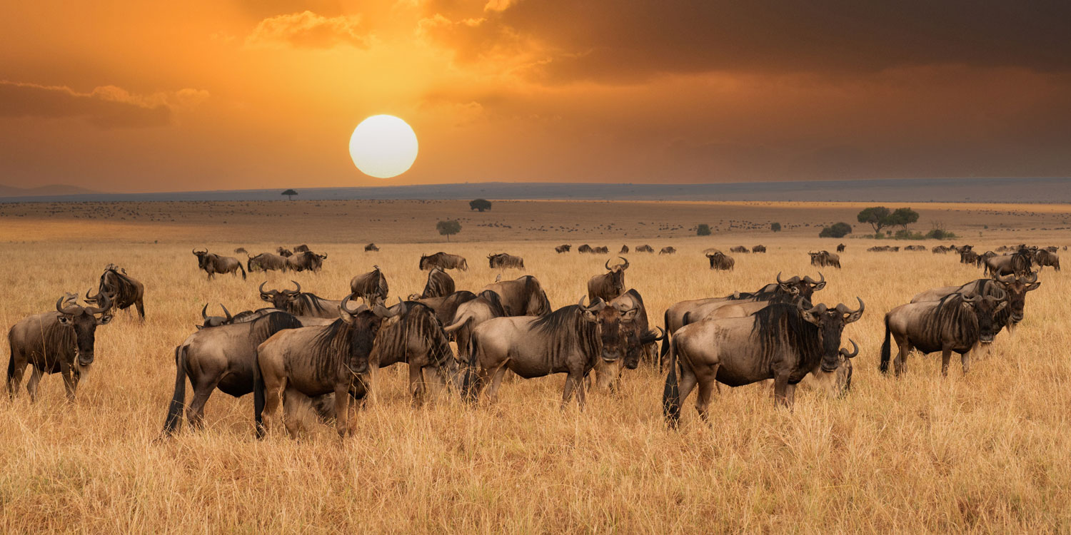 Africa, Wildebeest in Masai Mara