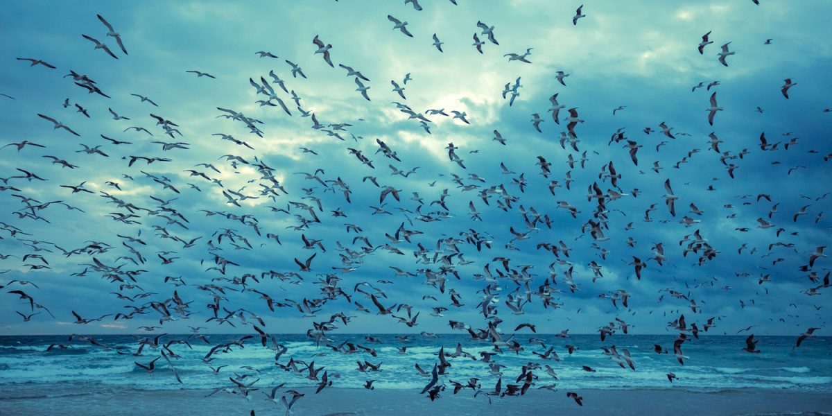 Lisbon Tagus Estuary Birds