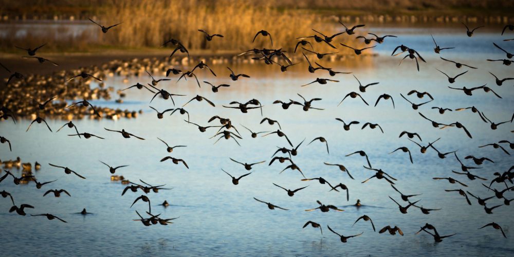 List of birds to spot in the Tagus Estuary Natural Reserve in Lisbon