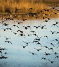 List of birds to spot in the Tagus Estuary Natural Reserve in Lisbon