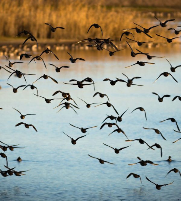 List of birds to spot in the Tagus Estuary Natural Reserve in Lisbon