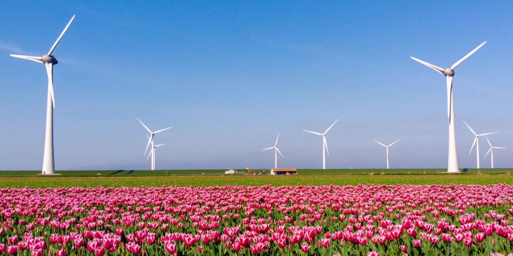 Windmill turbines at sea with colorful tulip fields seen from a drone view