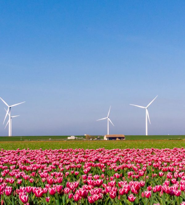 The Transformation of the Dutch Landscape: Windmills to Wind Turbines