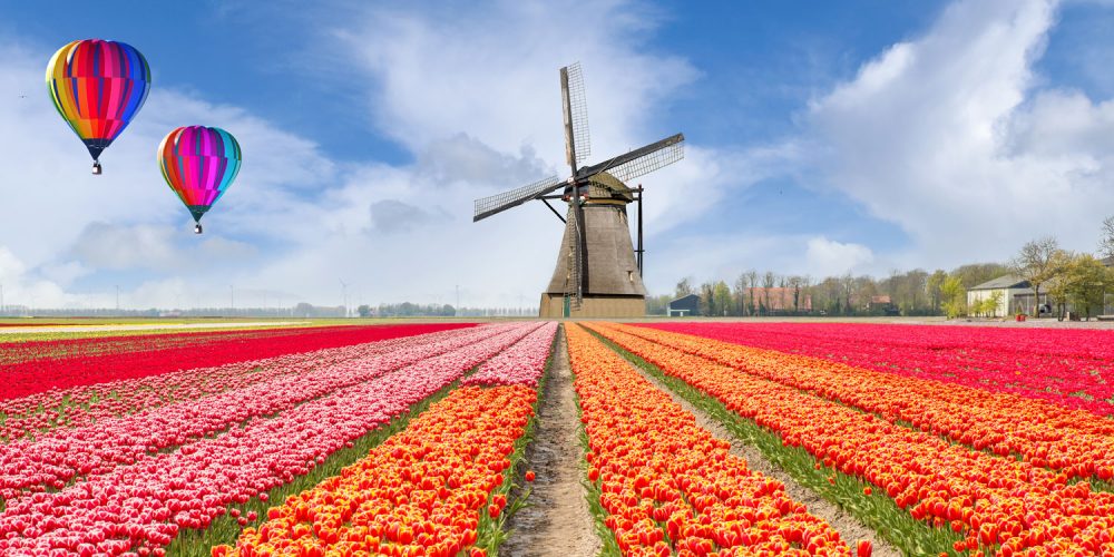 Landscape of Netherlands bouquet of tulips with hot air ballon.