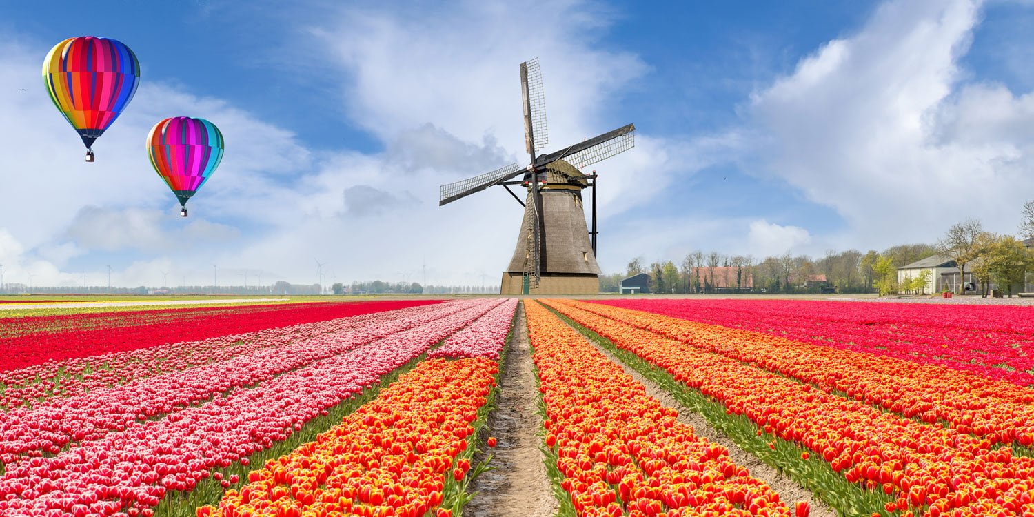 The Netherlands - Landscape of bouquet of tulips with hot air ballon.