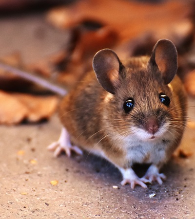 The Sonian Forest - Yellow-necked Mouse (Apodemus flavicollis)