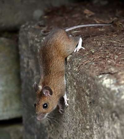 The Sonian Forest - Apodemus sylvaticus - <a href="https://commons.wikimedia.org/wiki/File:A_wood_mouse_negotiating_a_step_-_geograph.org.uk_-_6445106.jpg">A wood mouse negotiating a step by Walter Baxter</a>, <a href="https://creativecommons.org/licenses/by-sa/2.0">CC BY-SA 2.0</a>, via Wikimedia Commons