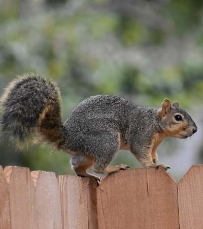 Pallas' squirrel - Callosciurus erythraeus