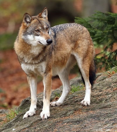 The Sonian Forest - Canis lupus - The gray wolf or grey wolf (Canis lupus) standing on a rock. An adult grey wolf stands on a rock in the woods.