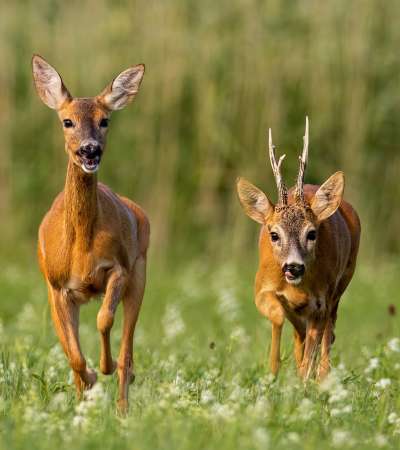 Roe deer, Capreolus capreolus, buck and doe during rutting season.