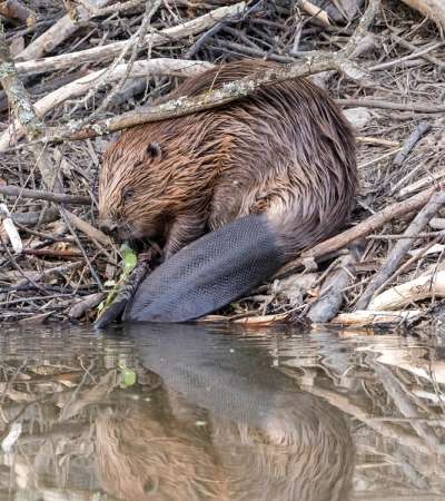 European Beaver (Castor fiber)