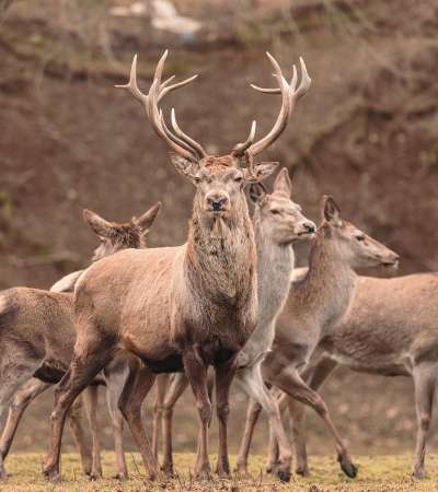 The Red deer (Cervus elaphus) is a very large deer species, characterized by their long legs and reddish-brown coat. Red deer males (stags) fight each other over groups of hinds (female deer)