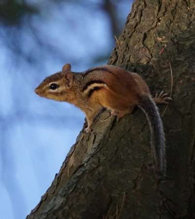 Aziatische grondeekhoorn (Tamias sibiricus)