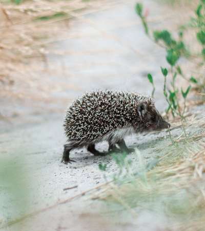 The Sonian Forest - Hedgehog (Erinaceus europaeus)