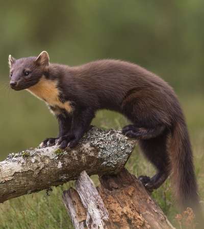 Pine Marten Image © by <a href=