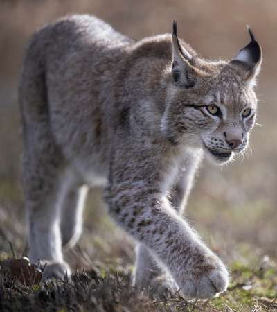 The Sonian Forest - Lyncx lyncs - A lynx kitten crawls in a meadow.