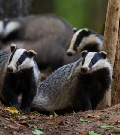 European Badger couple(Meles meles) in fall evening next to his burrow, Bialowieza forest, Poland, Europe