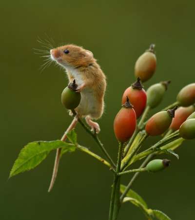 Face to face with Harvest mouse Micromys minutus