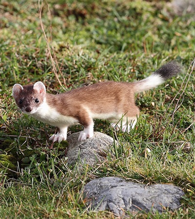 Mustela erminea - <a href="https://commons.wikimedia.org/wiki/File:R%C3%B8yskatt_(Mustela_erminea).jpg">Marton Berntsen</a>, <a href="https://creativecommons.org/licenses/by-sa/4.0">CC BY-SA 4.0</a>, via Wikimedia Commons