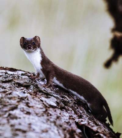 Mustela nivalis