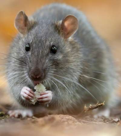 The Sonian Forest - Brown rat (Rattus norvegicus)