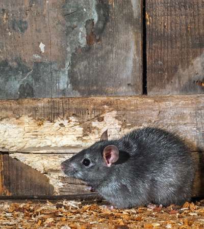 The Sonian Forest - Black rat (Rattus rattus)